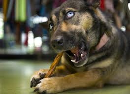 Dog chewing on Bully Stick