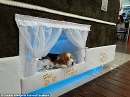 Pet Bunk Bed