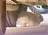 Rabbit under car