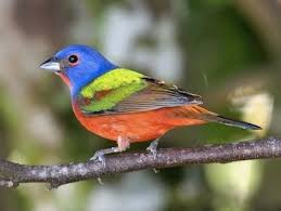 Male Bunting Bird