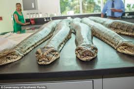 Burmese Pythons