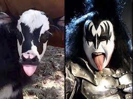 Calf and Gene Simmons