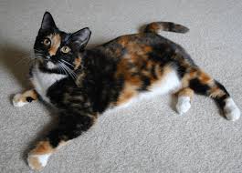 Calico Cat