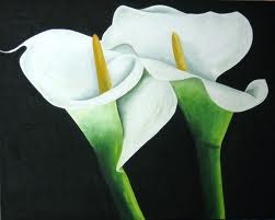 Calla Lillies