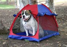 Dog in Tent