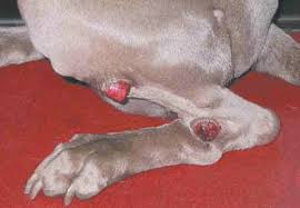 Dog with Cancer on Leg