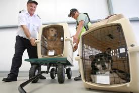 Dogs being loaded in plane's cargo