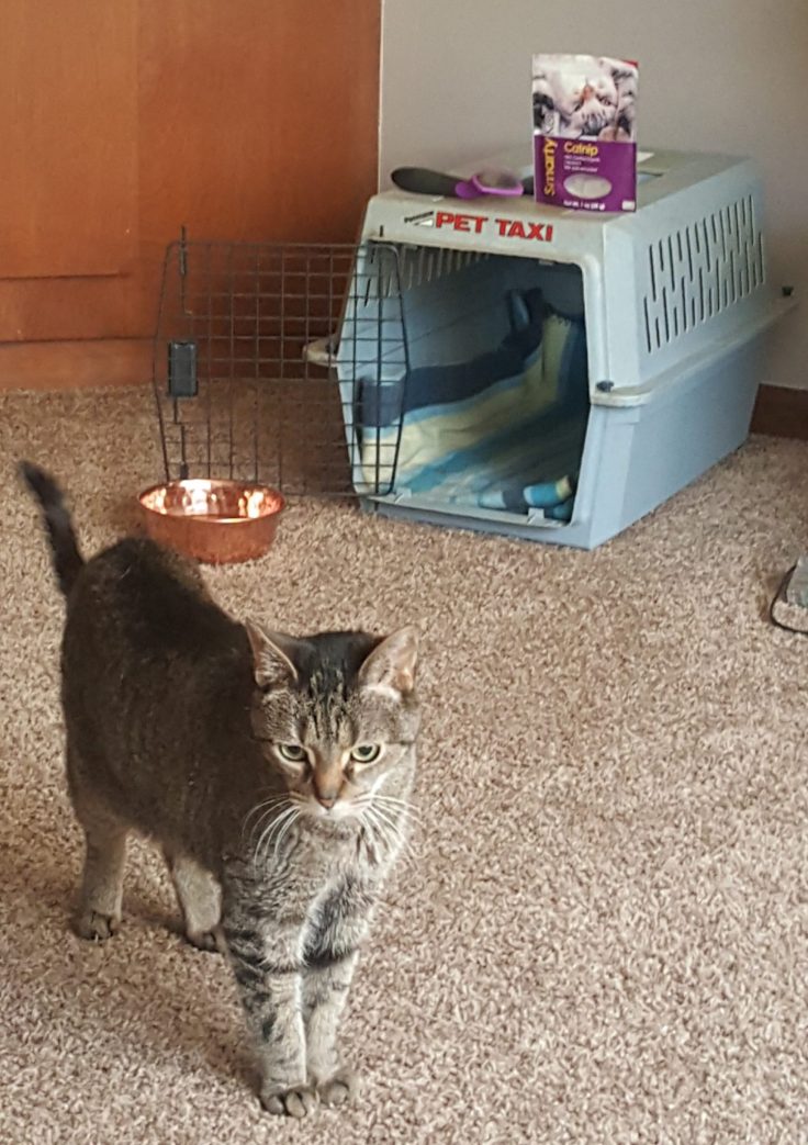 Cat Carrier in Living Room