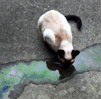 Cat Licking Antifreeze