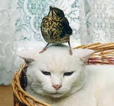 Cat with bird on his head