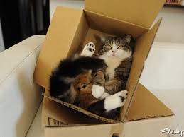 Cat in a Box