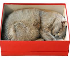 Cat In a Box