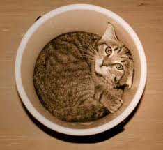 Cat In Bucket