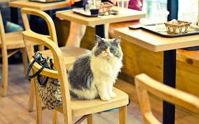 Cat Cafe