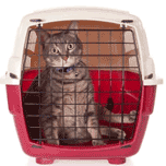 Cat in Carrier