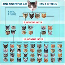 Cat Birthing Chart