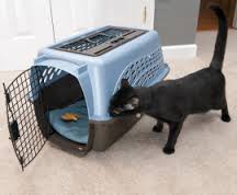 Cat sniffing carrier 