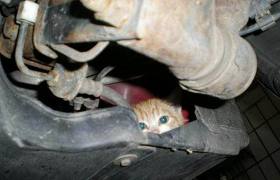 Cat in car engine