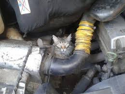 Cat In Car Engine