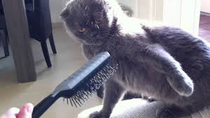 Cat Hates Brush