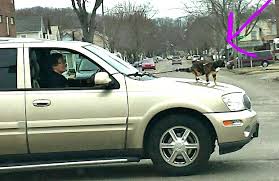 Cat Riding on Hood of Car