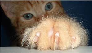 Cat Nails