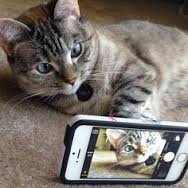 Cat with Cellphone Photo   