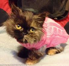 Cat Wearing Sweater