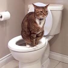 Cat using toilet