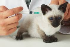 Cat Being Vaccinated