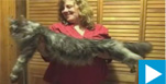 World's Largest Cat Video