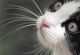 Cat Whiskers