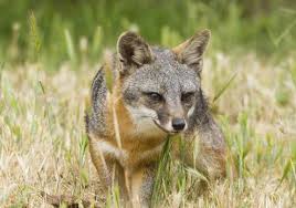 Catalina Island Fox