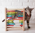 Cat with Abacus