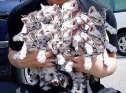 Person holding lots of cats