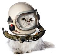 Catstronaut