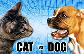 Cat vs Dog