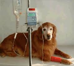 Dog undergoing chemotherapy