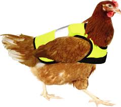 Chicken Jacket