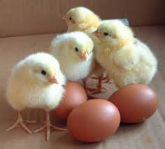 Baby chicks with eggs