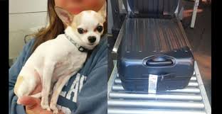 Stowaway Chihuahua