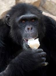 Chimp eating ice cream