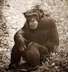 Chimpanzee