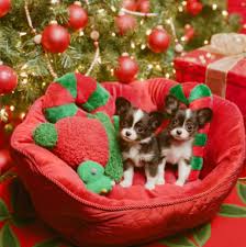 Christmas Puppies