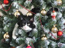 Cat in Christmas Tree