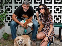 George and Amal Clooney with Dogs