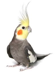 Cockatiel