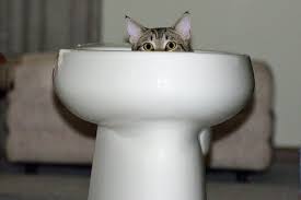 Cat in Toilet