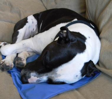 Dog on Cool Pet Pad