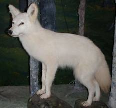 White Coyote